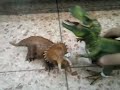 Tier-Battle: St. 1, FINALE! T-Rex vs Triceratops