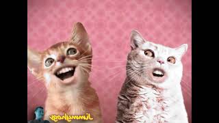 Preview 2 Numa Cat Effects 3 Not Sure What I Did Too