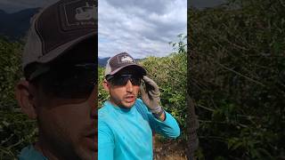 Tem Lavoura Que E Desesperado Pra Dá Café .