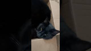 If It Fits. She Sits