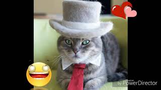 Cats dressed in funny costumes | Very funny