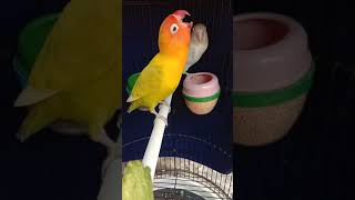 Lovebird Konslet Jantan Minor Mangap