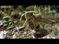 So Horny... Funny Talking Animals - Walk on the Wild Side, Series 2 Ep.6 preview - BBC One