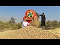 Peanut Harvesting 🥜 🥜 🥜 🥜