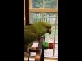 Parrot sings Margaritaville