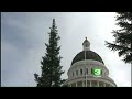 Capitol, K Street Christmas Trees Arrive