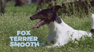 Smooth Fox Terrier Dog Breed - Facts And Traits