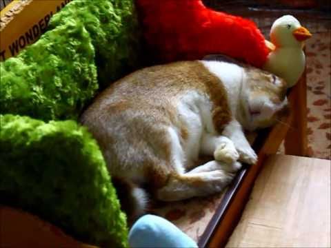 リアルシルバニアファミリー！！専用ベットで眠るウサギが可愛い！！