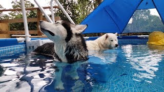 Snow Dogs Jump In Pool | Caught On Security Camera