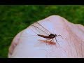 Tying an Organza CDC Spinner (Dry Fly) by Davie McPhail Tying an Organza CDC Spinner (Dry Fly) by Davie McPhail
