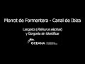 Morrot de Formentera - Canal de Ibiza / Langosta (