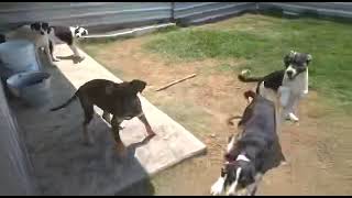Buffy, Betty, Bear & Beau Hanging Around