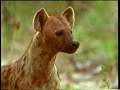 Predadores Selvagens Hiena Parte 4 images Predadores Selvagens Hiena Parte 4