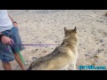 Huskies RUN on the Beach!
