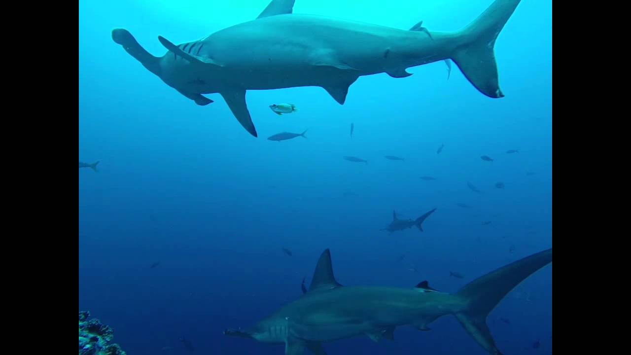 big pussy underwater spy cam