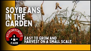 Soybeans In The Garden How To Grow And Harvest On A Small Scale