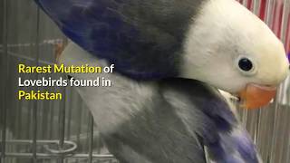 Learning Mutation Rarest Lovebird Mutation Misty