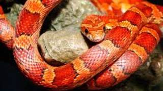 Free Sound Effect Snake Hiss Sound Effect, Snake Hiss Python Hiss Sound Effect