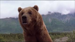 Colmillo Blanco 1991 - Colmillo Blanco Contra El Oso