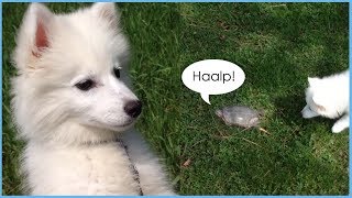 Abbie The Eskie Meets A Turtle