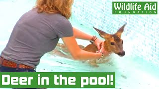 DEER falls into SWIMMING POOL!