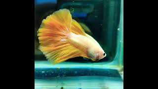 Yellow Ohm Betta Fish