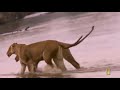 Lions Documentary - Full Documentaries National Geographic - Lion vs Hippo