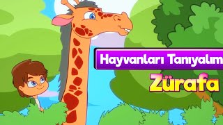 Zürafalar Çocuklar İçin Hayvanlar Çizgi Film & Zürafa Çocuk Şarkısı