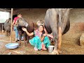 #live#milking #buffalo #jafarabadi #trending #dailyvlogs #viral #lifestyle #priyanka dinu vlogs