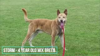 Storm - Greyhound mix