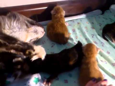 Котенок одна неделя уход Котенок одна неделя уход