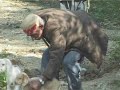 Beatofindia.com