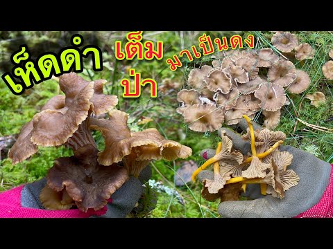 เก็บเห็ดดำ ทรัตคานตาเรียน 16 ต.ค. ป่าสวีเดนในฤดูใบไม้ร่วง ช่วงนี้เห็ดดำสวย และเยอะมาก‼️