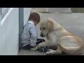 Amor
