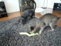 Cat attack a toy snake