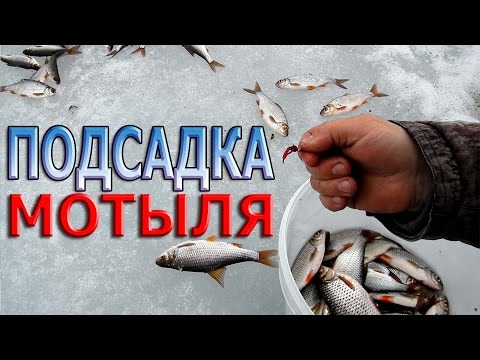 ловля плотвы на сетку ловля плотвы на сетку
