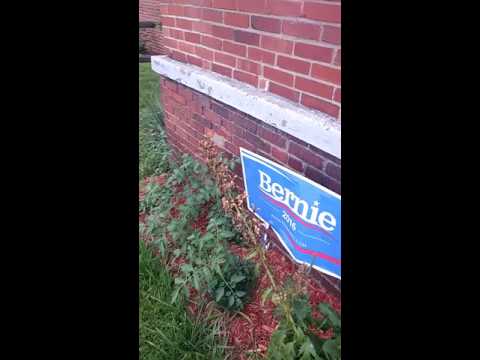 Don't blame me; I voted for Bernie
