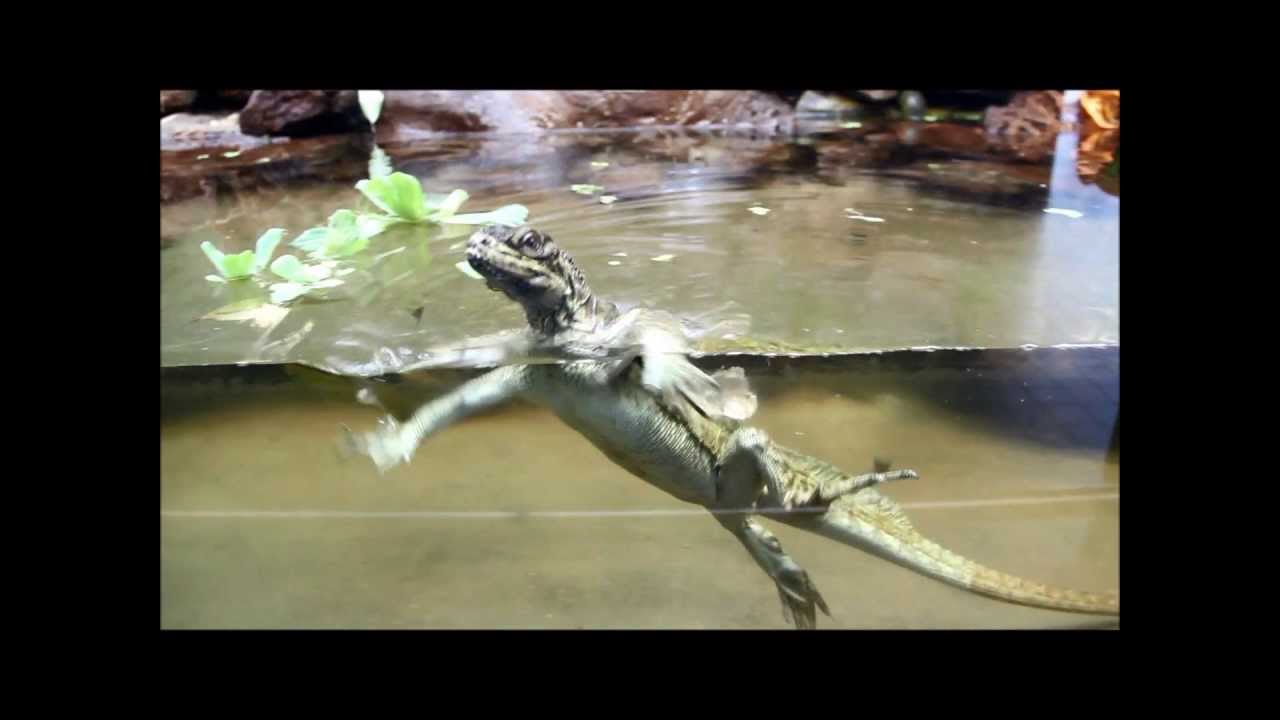 Swimming Phillippine Sailfin Dragon - YouTube