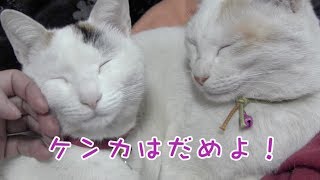 ケンカはだめよ! のび太クンとしずかチャン 2019.4.15