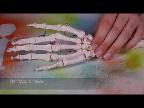 MÚSCULO OPONENTE CORTO V DEDO