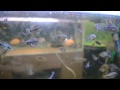 Shine Spot Synspilum, Red Texas + Socolofi Fry
