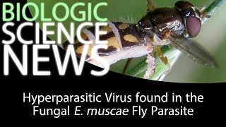Science News - Hyperparasitic Virus found in the Fungal E. muscae Fly Parasite