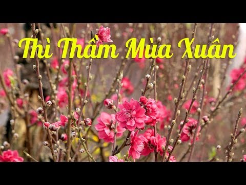 Thì Thầm Mùa Xuân - Karaoke Beat Chuẩn