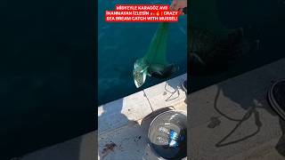 Mi̇dyeyle Karagöz Avi Ders Gi̇bi̇ Av, Emek Gi̇bi̇ Sonuç Mussel Magic Legendary Sea Bream Catch
