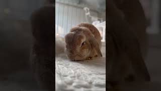 Meet Thor, The 10-Year-Old Rabbit Whos Still Rocking Life Like A True Legend