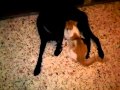 Dog breastfeeding cat