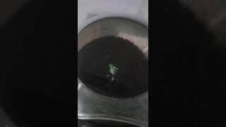Ikan Hias Di Akuarium Bulat