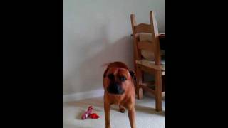 Happy Staffie Tail