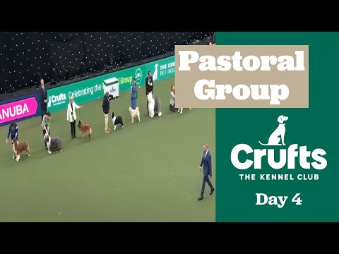 Pastoral Group Judging | ​Crufts 2025