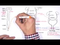 Micturition